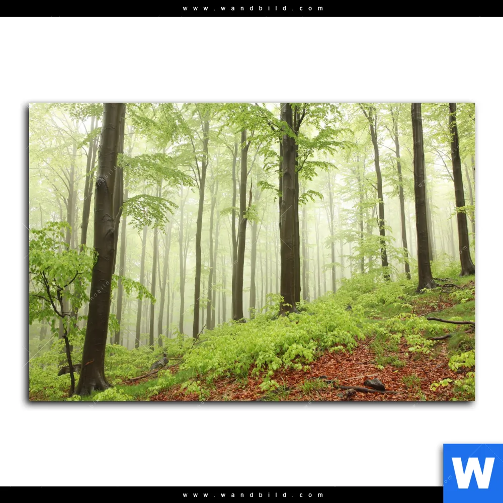 Aluminiumbild gebürstet | Unberührte Natur - Der Wald | Querformat - Image 2