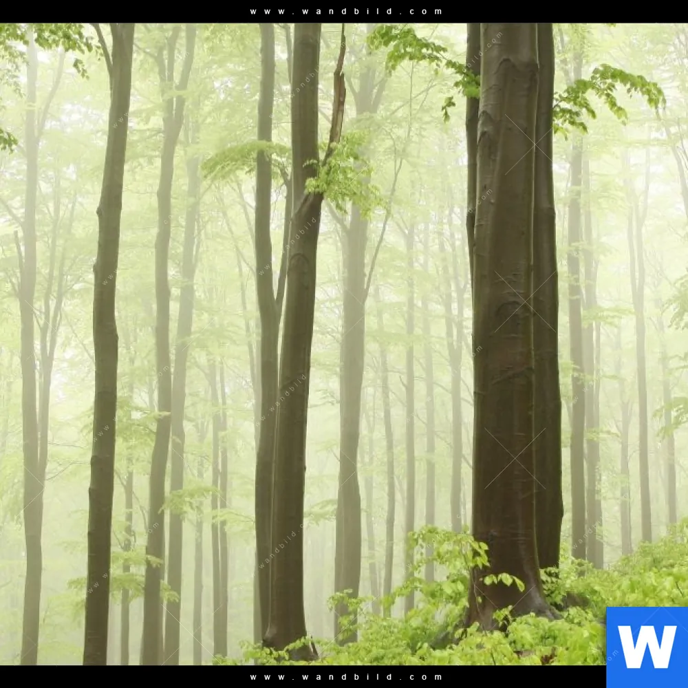 Aluminiumbild gebürstet | Unberührte Natur - Der Wald | Querformat - Image 4
