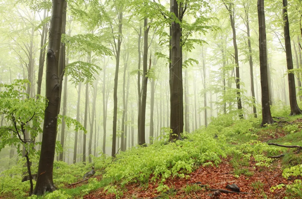 Aluminiumbild gebürstet | Unberührte Natur - Der Wald | Rund - Image 5