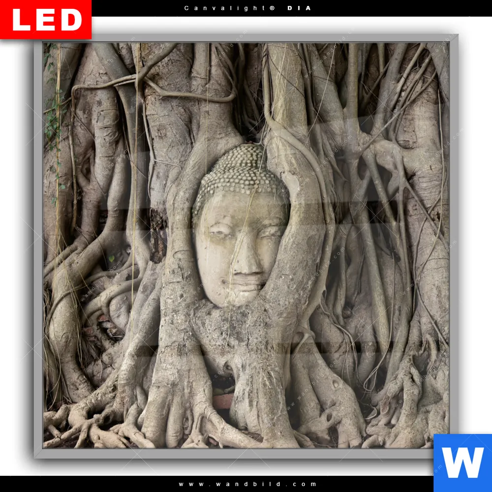 Leuchtbild Acrylglas Canvalight® DIA | Buddha in Baumwurzeln | Quadrat - Image 2
