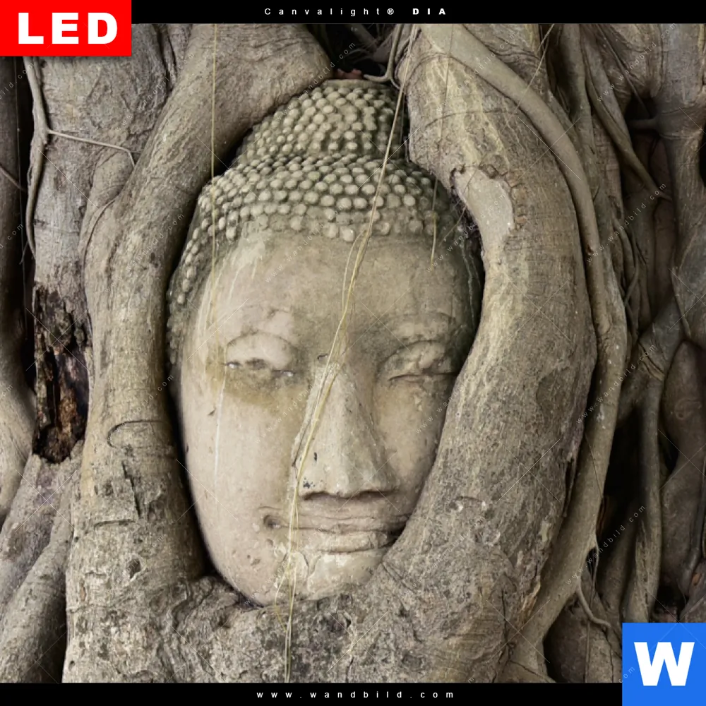 Leuchtbild Acrylglas Canvalight® DIA | Buddha in Baumwurzeln | Quadrat - Image 4